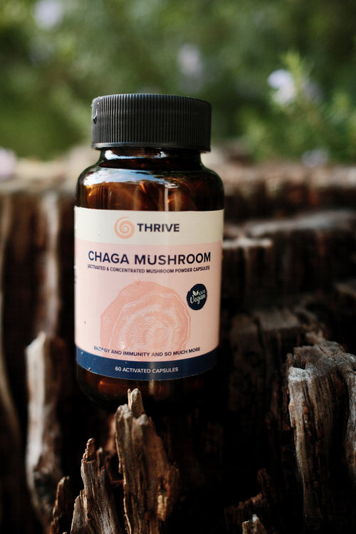 Chaga Mushroom
